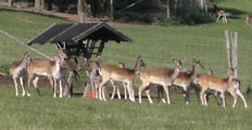 Die Umgebung vom Gasthaus Rübezahl